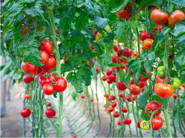Производство тепличных овощей возросло на 10%